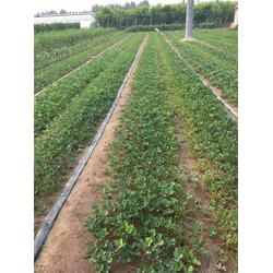 红颜草莓苗 柏源农业科技公司 在线咨询 红颜草莓苗