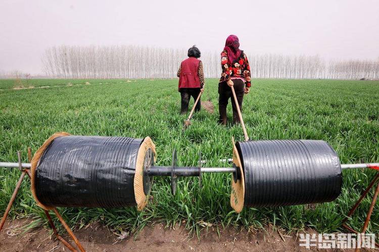 麦田滴灌增产近2成莱西家庭农场用上了最先进的节水灌溉技术