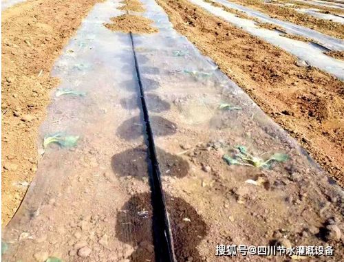 膜下滴灌玉米栽培与水肥 四川节水灌溉公司